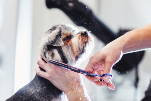 using scissors to trim a dog