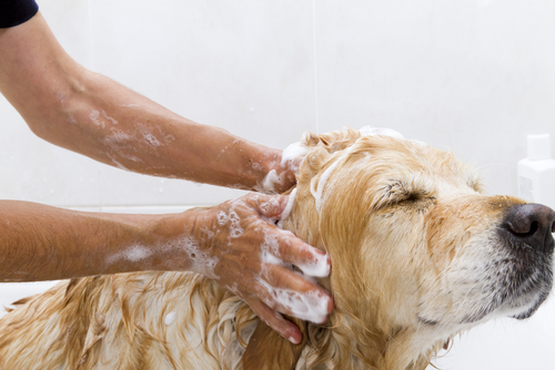 washing a dog to remove fleas