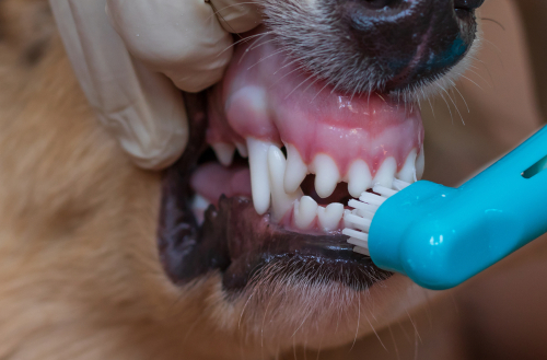 teeth cleaning for a dog