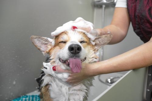 happy dog getting a bath