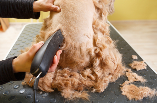 removing a dogs fur for summer
