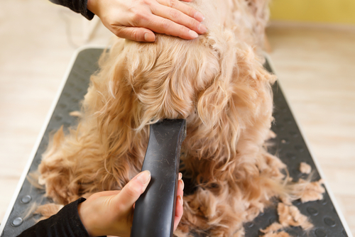 removing a dogs fur for summer