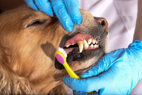 using a tooth brush to clean a dogs teeth